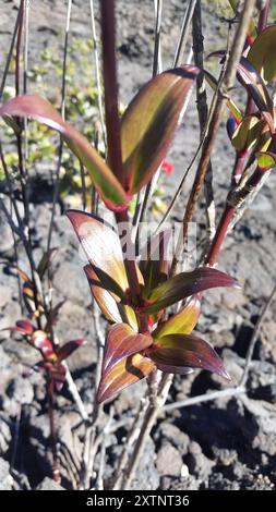 Manono (Kadua centranthoides) Plantae Stock Photo - Alamy