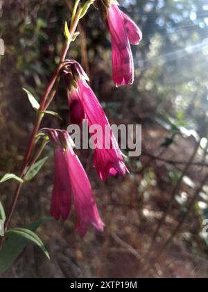 Pinto Beardtongue (Penstemon roseus) Plantae Stock Photo