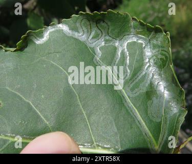 Aspen Serpentine Leafminer Moth (Phyllocnistis populiella) Insecta ...