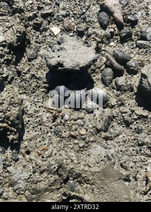 Eastern Mudsnail (Ilyanassa obsoleta) Mollusca Stock Photo - Alamy