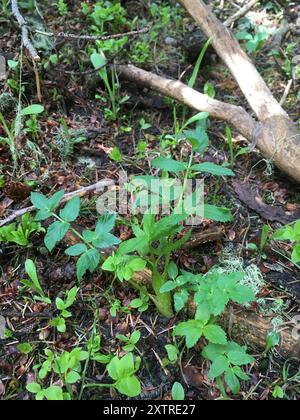 Gray's angelica (Angelica grayi) Plantae Stock Photo - Alamy