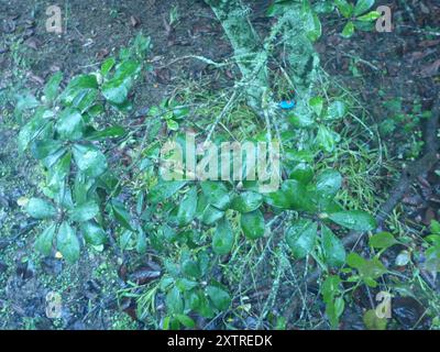 Karo (Pittosporum crassifolium) Plantae Stock Photo