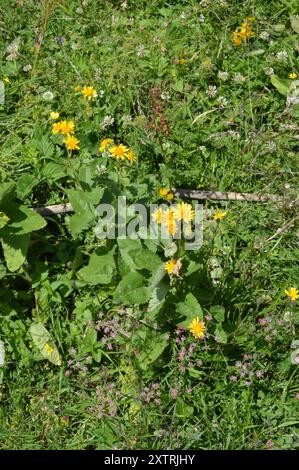 Alpine ragwort (Jacobaea alpina) Plantae Stock Photo - Alamy