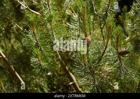 Tamarack branches with pine cones, at the Alpine Botanical Garden, Maratime Alps near Cuneo, Piedmont, Italy Stock Photo