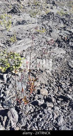 Manono (Kadua centranthoides) Plantae Stock Photo - Alamy