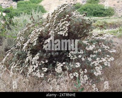 Santa Cruz Island wild buckwheat (Eriogonum arborescens) Plantae Stock Photo