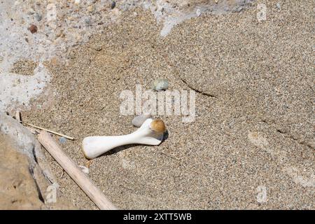 Single bleached animal bone lying on sand with pebbles and a piece of driftwood Stock Photo