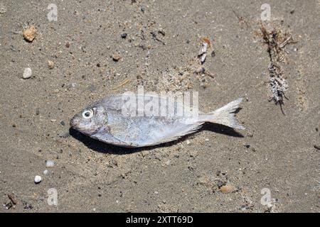 Dead fish is lying on the sand of a beach, a victim of pollution Stock Photo