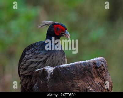 Kalij pheasant bird in its habitat feeding Stock Photo