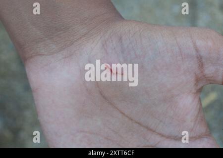 Close-up on a wounded hand showing a fresh cut with blood Stock Photo