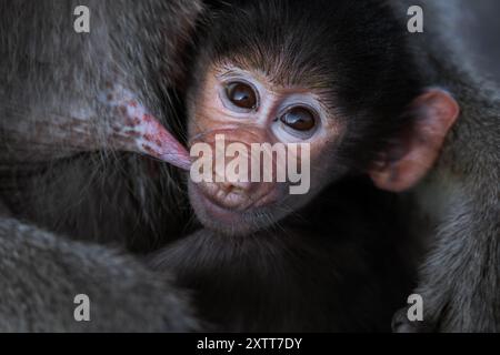 Adorable Hamadryas baboon Baby sitting on the car with Mother, Djibouti Stock Photo