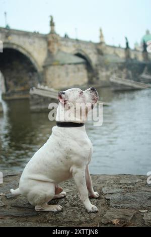 Portrait of American bully in center of Prague. In background is river Vltava and Charles bridge Stock Photo