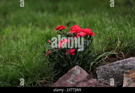 Blooming carnation in a garden Stock Photo