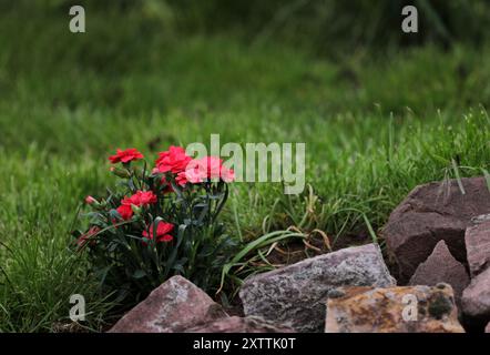 Blooming carnation in a garden Stock Photo