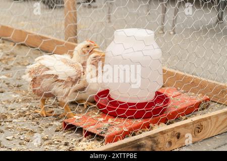 Baby chicks getting some drinking water Stock Photo