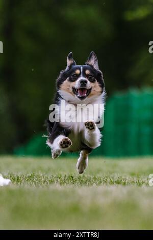 Miniature American Shepherd Mini Aussie Running Lure Course Dog Sport Stock Photo