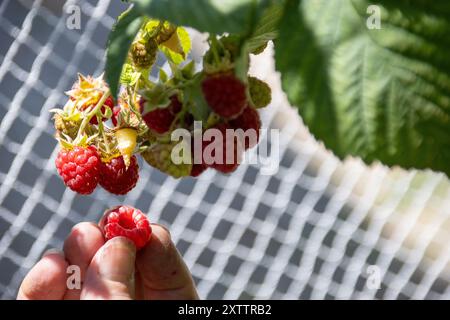 Hand holding freshly picked raspberry with more on the bush Stock Photo