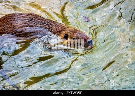 Nutria (Myocastor coypus) in the river Topino, Foligno, Italy Stock Photo