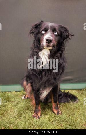 Isolated portrait of an adult, male, black, white and tan, black tricolor, Mini-American Shepherd dog. Stock Photo