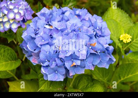 Close-up of blue hydrangeas in bloom Stock Photo