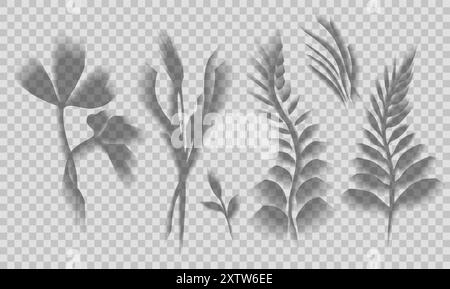 Vector set of transparent shadows of wild herbs, clovers and ferns isolated from background. Collection of clipart flowers and grass shadow overlay Stock Vector