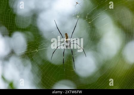 Spinne Stock Photo