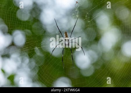 Spinne Stock Photo
