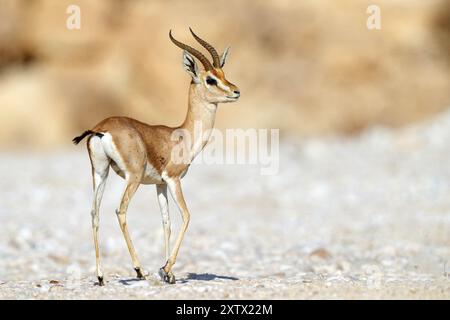 Arabian gazelle, (Gazella arabica), Mudday, Salalah, Dhofar, Oman, Asia Stock Photo