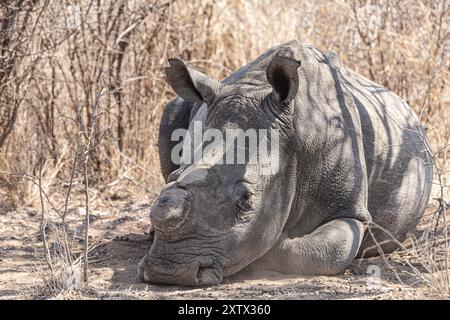 Dehorned Rhino in the Hwange National Park, Zimbabwe during winter season Stock Photo