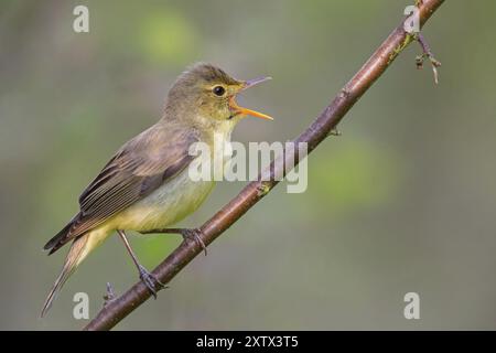 Icterine Warbler, Hippolais icterina, HypolaOs ictErine, Zarcero Icterino, Worms, Rhineland-Palatinate, Germany, Europe Stock Photo