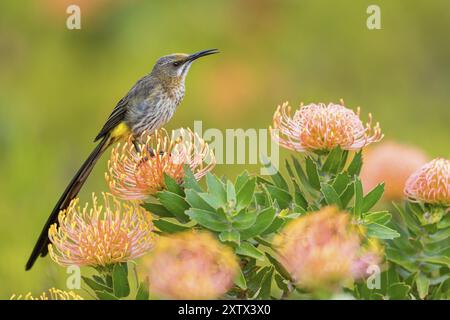 Cape sugarbird (Promerops cafer), Harold Porter National Botanical Gardens, Betty's Bay, Western Cape, South Africa, Africa Stock Photo