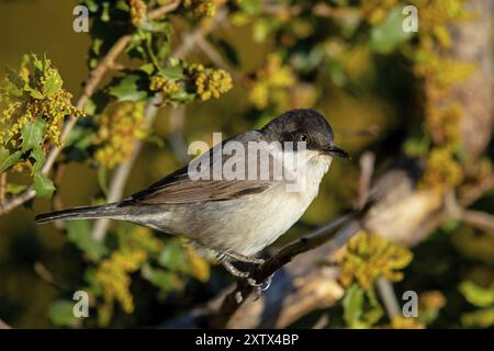 Nightingale Warbler, eastern orphean warbler (Sylvia crassirostris), Orphean Warbler, Eastern Orphean warbler, Lesvos, Greece, Europe Stock Photo