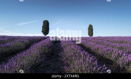 Lavender field and two cypress trees at sunset. Orciano Pisano, Pisa province, Tuscany region, Italy, Europe Stock Photo