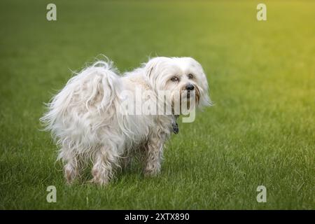 Small white dog looks over his shoulder at the photographer Stock Photo