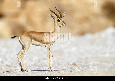 Arabian gazelle, (Gazella arabica), Mudday, Salalah, Dhofar, Oman, Asia Stock Photo