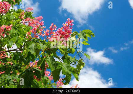 Red-flowered Chestnut; Aesculus Carnea 'Briotii'; Red-flowered Chestnut; Aesculus Carnea Briotii Stock Photo