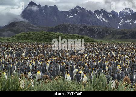 Antarctica, South Georgia, Salisbury Pain, a colony of king penguins (Aptenodytes patagonicus), Salisbury Pain, South Georgia, Antarctica Stock Photo