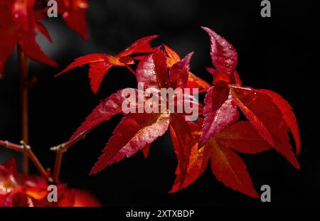 Japanese red maple leaves on a dark background.A few drops of morning water are visible.The warm colors of the plant, orange and red, are very intense Stock Photo