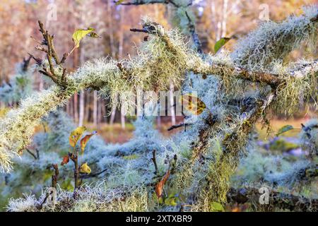 Usnea a green fruticose lichens growing on tree branches at autumn Stock Photo