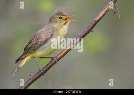 Icterine Warbler, Hippolais icterina, HypolaOs ictErine, Zarcero Icterino, Worms, Rhineland-Palatinate, Germany, Europe Stock Photo