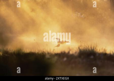 Red-throated loon (Gavia stellata) in a sunspot in a misty sunrise on a bog lake Stock Photo