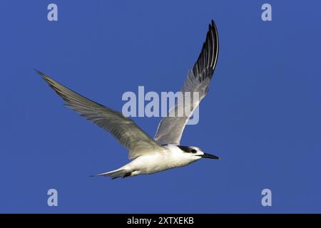 Sandwich tern (Sterna sandvicensis), Bowman's Beach, Sanibel Island, Florida, USA, North America Stock Photo