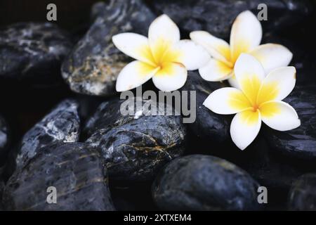 Frangipani flowers on spa stones, La Digue, Indian Ocean, Seychelles, Africa Stock Photo