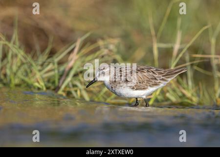 Little stint (Calidris minuta), Becasseau minute, Correlimos Menudo, Kalloni Salt Pans, Lesvos, Greece, Europe Stock Photo