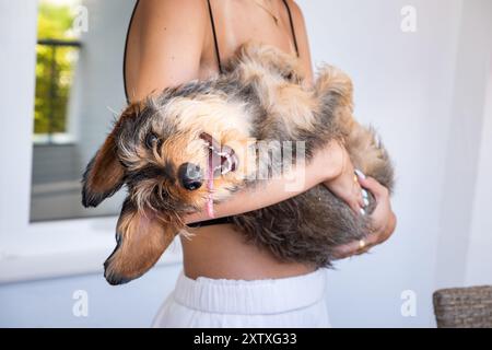 An anonymous young woman holds a purebred long-haired dachshund in her arms. It's a funny situation and the dog is smiling with his tongue out and his Stock Photo