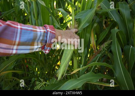 Senior farmer picking fresh ripe corn outdoors, closeup Stock Photo