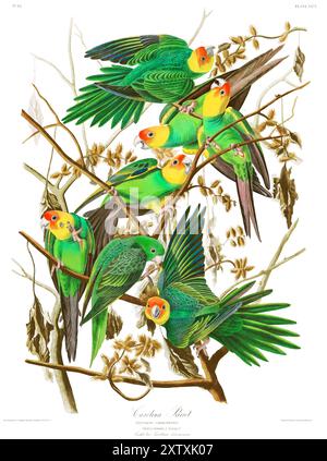 Carolina Parrot. Birds of America, John Audubon. Plate 26, High Resolution. Restored Stock Photo