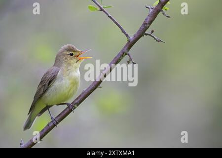 Icterine Warbler, Hippolais icterina, HypolaOs ictErine, Zarcero Icterino, Worms, Rhineland-Palatinate, Germany, Europe Stock Photo