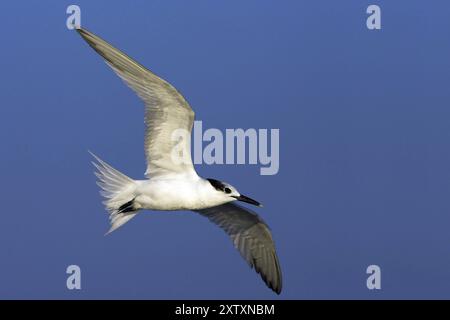 Sandwich tern (Sterna sandvicensis), Bowman's Beach, Sanibel Island, Florida, USA, North America Stock Photo