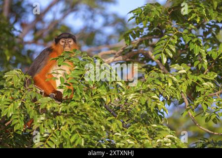 Western red colobus (Piliocolobus badius), primates, Janjabureh boat trip, Janjabureh, South Bank, Gambia, Africa Stock Photo